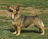 Swedish Vallhund 9J100D-23